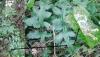 Phytomyza spondylii
